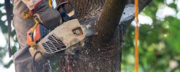 How Our Tree Care Process Works  in  Jasper, AL
